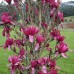 Magnolia "Burgundy Star"- Магнолия "Burgundy Star" 